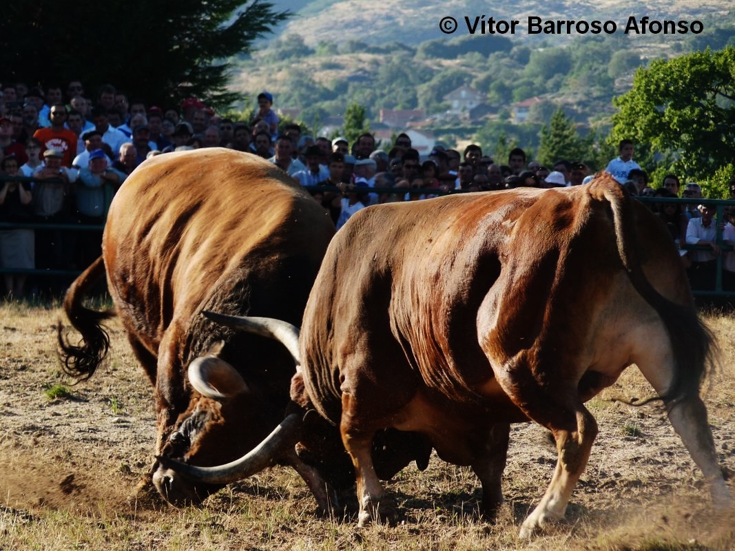Chegas de bois barrosões